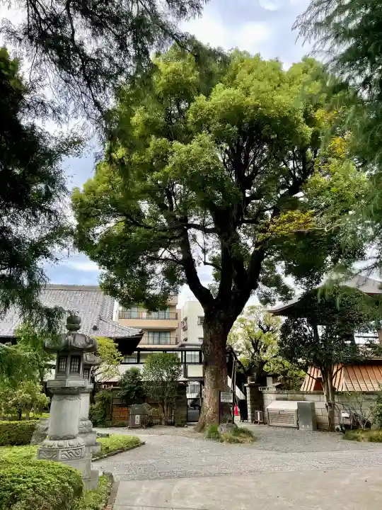 高安寺(東京都)
