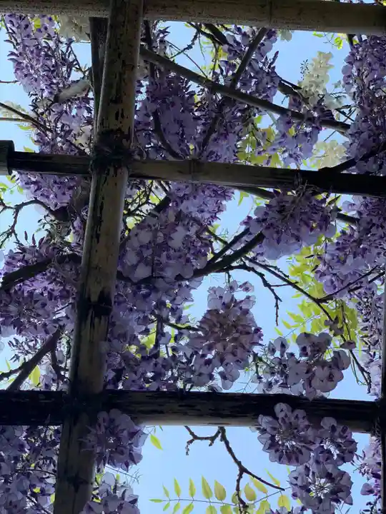 楽法寺(雨引観音)の自然