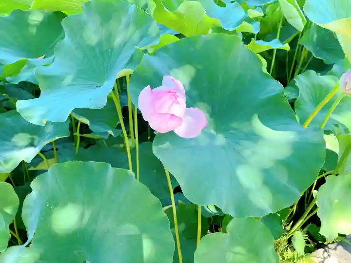 伊賀八幡宮の自然