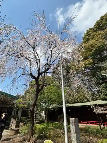 代々木八幡宮の{uncategorized: "未分類", other: "その他", undefined: "問題あり", building: "その他建物", grave: "お墓", sacred_gate: "鳥居", guardian: "狛犬", statue: "像", buddha: "仏像", history: "歴史", nature: "自然", garden: "庭園", animal: "動物", pagoda: "塔", temizu: "手水舎", mountain_gate: "山門・神門", sanctuary: "本殿・本堂", subordinate: "末社・摂社", art: "芸術", scenery: "景色", jizo: "地蔵", ema: "絵馬", goshuin: "御朱印", omikuji: "おみくじ", items: "授与品その他", amulet: "お守り", goshuincho: "御朱印帳", eats: "食事", festival: "お祭り", votive_dance: "神楽", shichigosan: "七五三参", wedding: "結婚式", experience: "体験その他", initially: "初詣", around: "周辺", anti_infection: "感染症対策"}