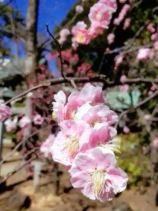 布多天神社(東京都)