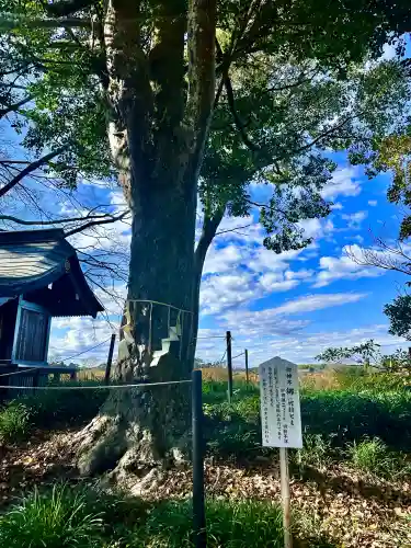 白子神社(千葉県)