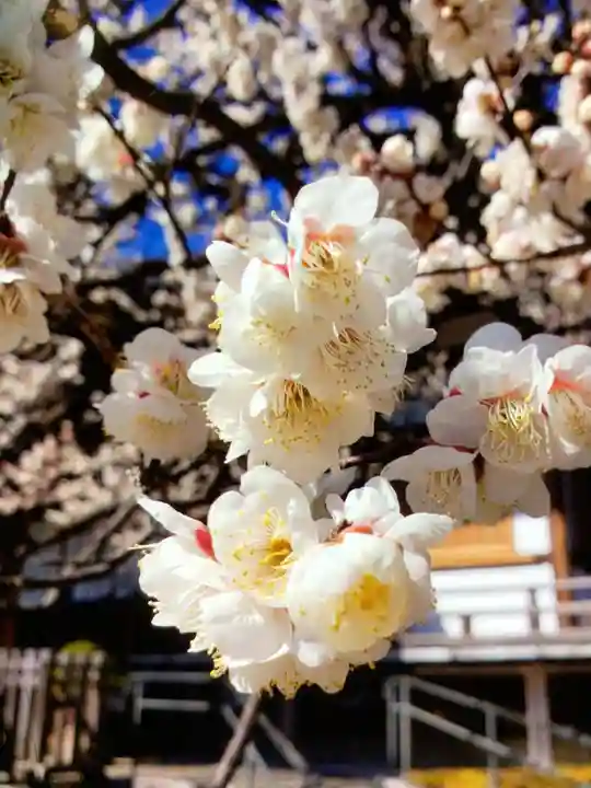 福蔵院(東京都)
