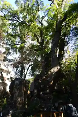 來宮神社(静岡県)