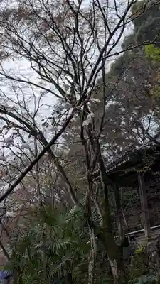 勝持寺（花の寺）(京都府)