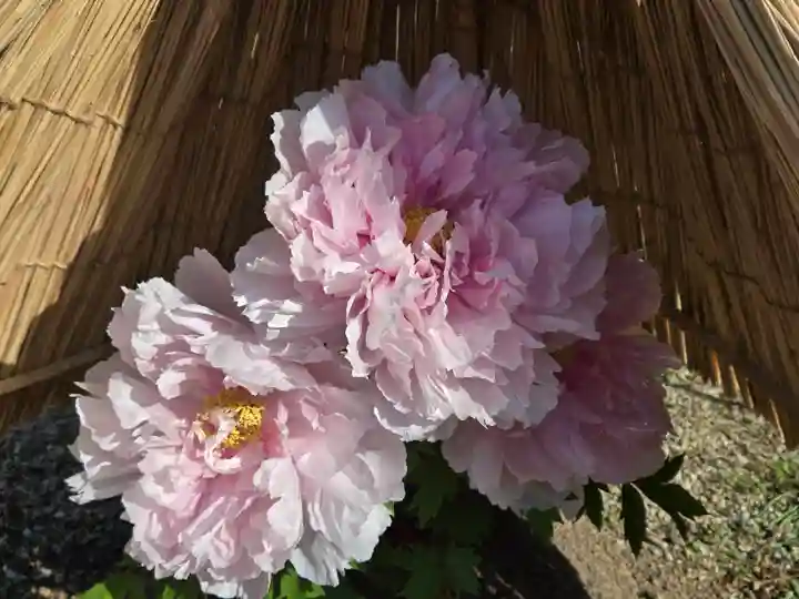 石光寺(奈良県)