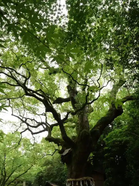 熱田神宮の自然