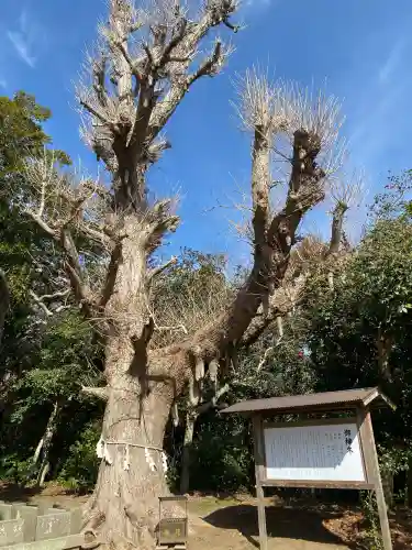 鎌数伊勢大神宮(千葉県)