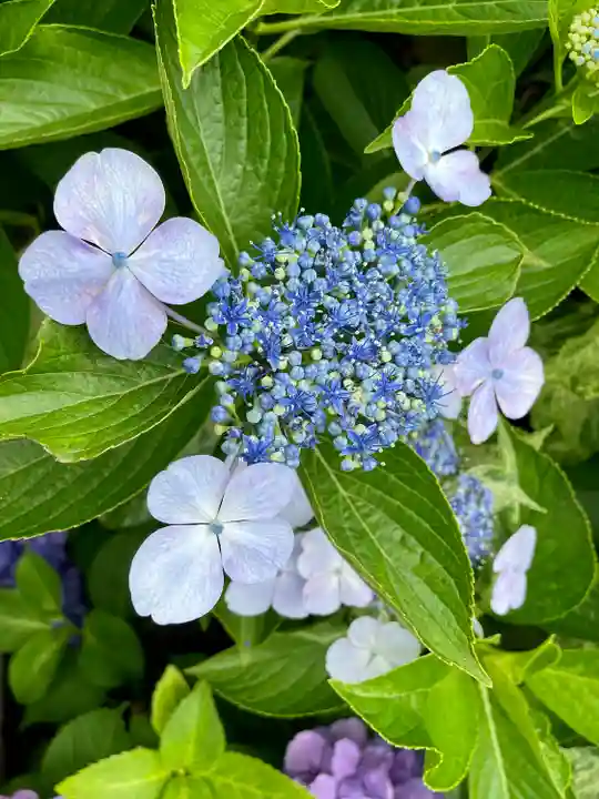 白山神社の自然