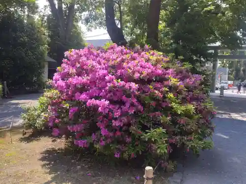 阿佐ヶ谷神明宮の自然