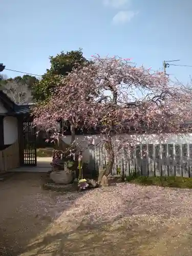 観照寺の庭園