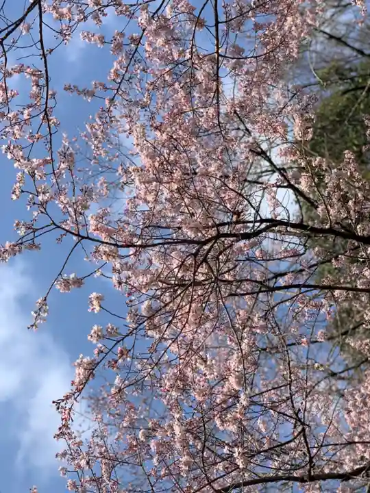 唐澤山神社の自然