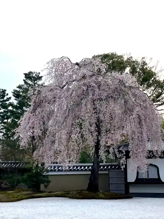 高台寺(高台寿聖禅寺・高臺寺)の自然