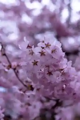 新城藤原神社(長野県)