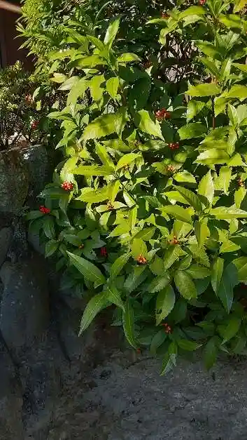 西方山極楽寺の自然