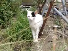 輪島前神社の動物