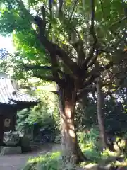 渡海神社の自然