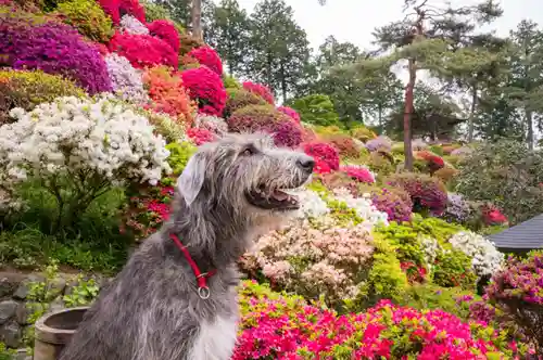 塩船観音寺(東京都)