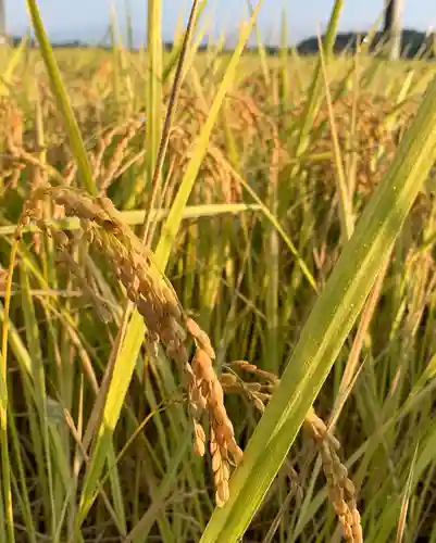 滑川神社 - 仕事と子どもの守り神の自然