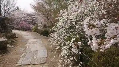 将軍塚青龍殿(青蓮院門跡)の自然