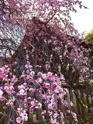 道明寺天満宮(大阪府)