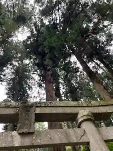 大宮温泉神社の鳥居(2023年06月01日(木) 11時17分14秒投稿)
