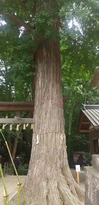下総国三山 二宮神社の自然
