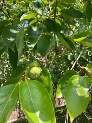 若王子神社の自然