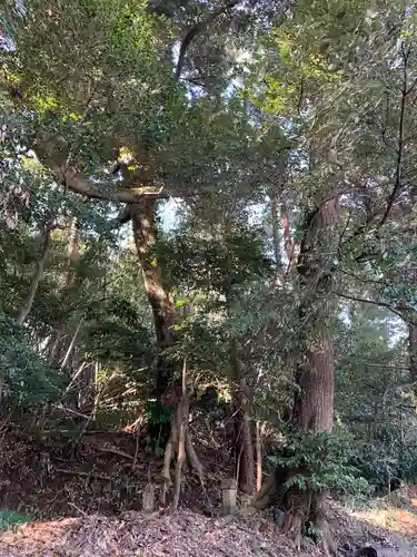 熊野神社の自然