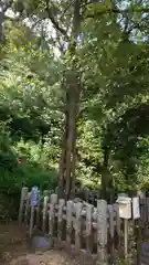 月読神社（松尾大社摂社）の自然