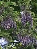 糀谷八幡宮の自然