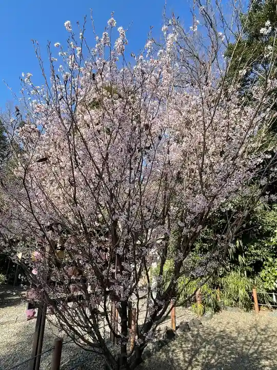櫻木神社の自然
