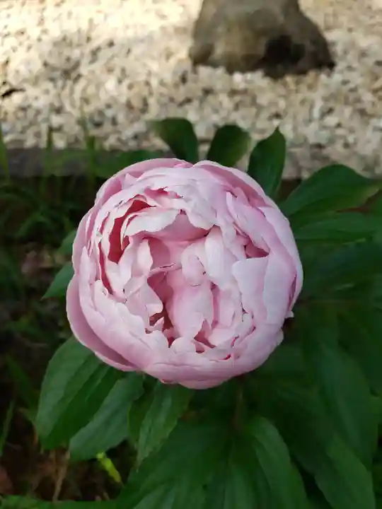 鳩森八幡神社の自然
