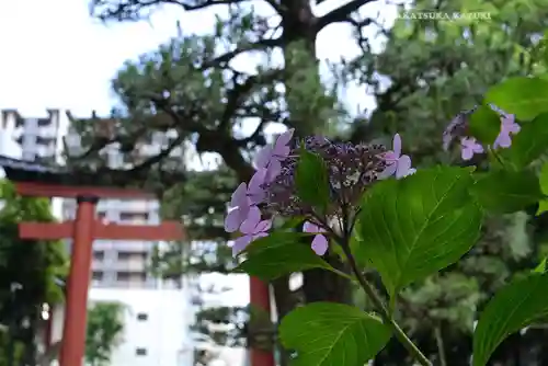 平塚八幡宮(神奈川県)