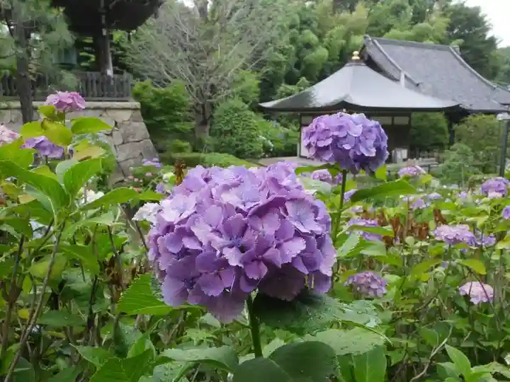 天台宗 長窪山 正覚寺の自然