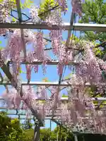 阿智神社の自然