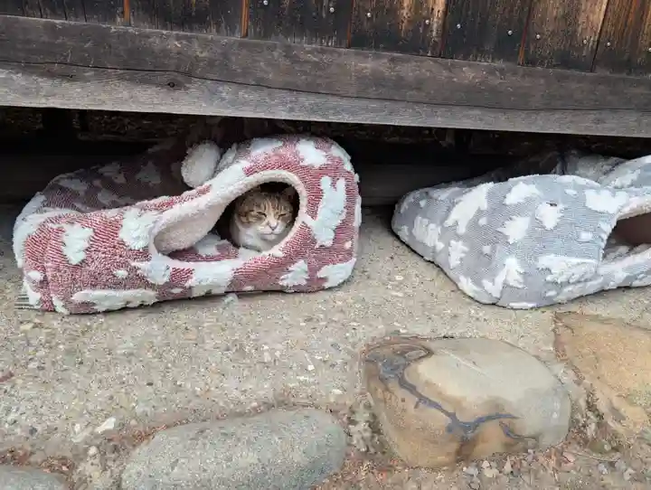 八幡社(柏井町)の動物
