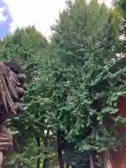 穏田神社の自然