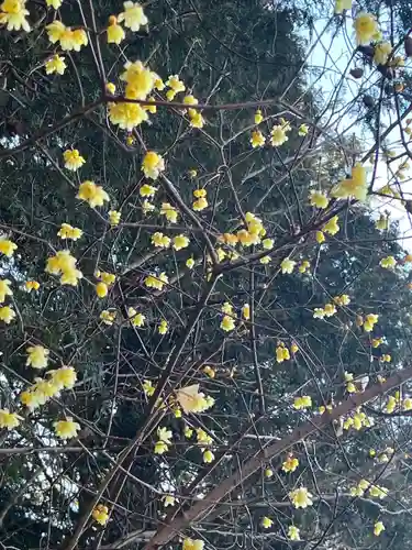 宝登山神社奥宮(埼玉県)