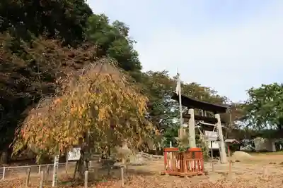 田村神社の鳥居