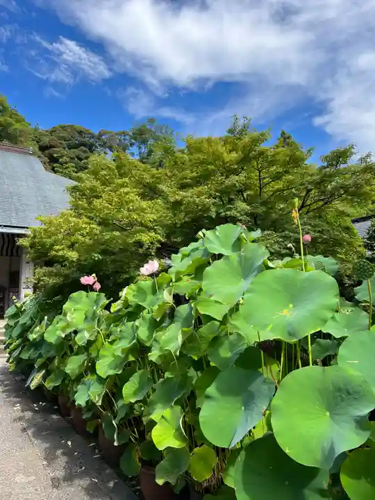 伊勢の国 四天王寺の自然