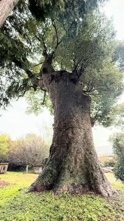 八幡神社(徳島県)