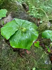 光徳寺の自然