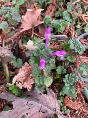 近戸神社(群馬県)