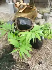 堀越神社の狛犬