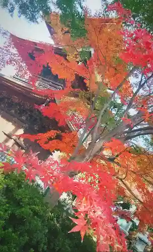 豪徳寺の塔