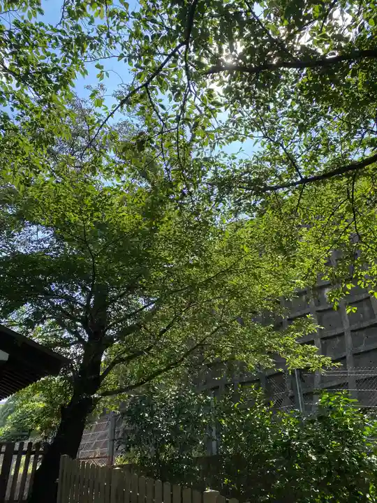 中村八幡宮の自然