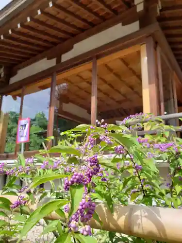 鳩森八幡神社の自然