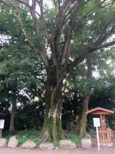 石坐神社の自然