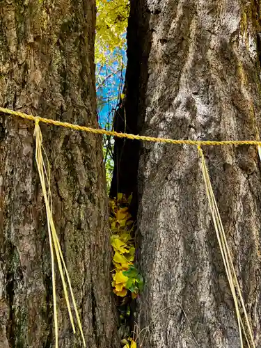 三栖神社(京都府)